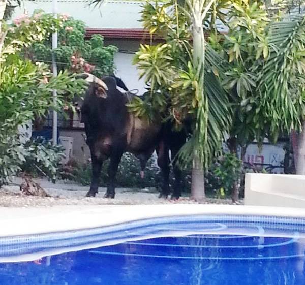 Toro escapado de redondel en Paquera 06 abril 2014