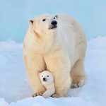 De peluche a Oso Polar