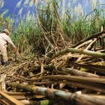 <strong>Cañeros contarán con programa de financiamiento para renovación y asistencia de plantaciones</strong>