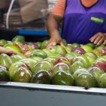 Manga Rica aprovecha escasez de mango peruano para incrementar exportación a Europa y Estados Unidos