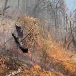 Expertos de Mayo Clinic le aconsejan sobre cómo proteger sus pulmones en medio del humo de los incendios forestales