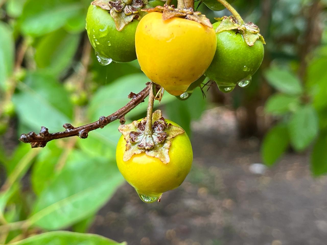 Gotas de lluvia: Nances madurando