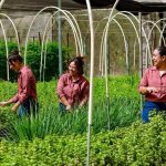 Mujeres jefas de hogar lideran proyecto de agricultura sostenible y economía circular en Guanacaste