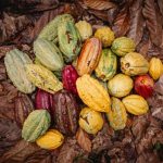 Mapean la diversidad de variedades de plantas de cacao para proteger el futuro del chocolate