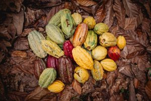 Mapean la diversidad de variedades de plantas de cacao para proteger el futuro del chocolate