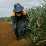 Banano y piña en Costa Rica enfrentan retos del Cambio Climático