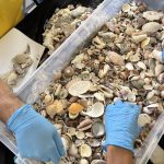 No te lleves las conchas