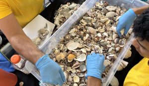 No te lleves las conchas