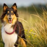 ¿Cómo ayudar a perros y gatos a recuperar su rutina tras las fiestas?