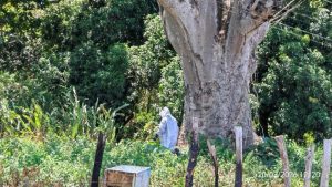 Ataque de abejas en Laberinto de Paquera