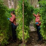 Reserva Conchal impulsa liderazgo y equidad como parte de su estrategia de sostenibilidad