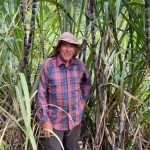 Detrás del azúcar de los hogares costarricenses hay más de 6000 productores que trabajan por el país