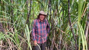 Detrás del azúcar de los hogares costarricenses hay más de 6000 productores que trabajan por el país