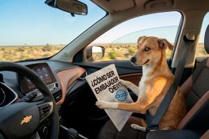 Chevrolet inicia la búsqueda de su próxima estrella y podría tener plumas o cuatro patas