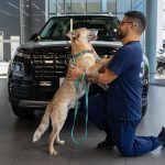 Hyundai llama a la afición a ponerse la camiseta por miles de perros de Territorio de Zaguates y Cuna de Campeones