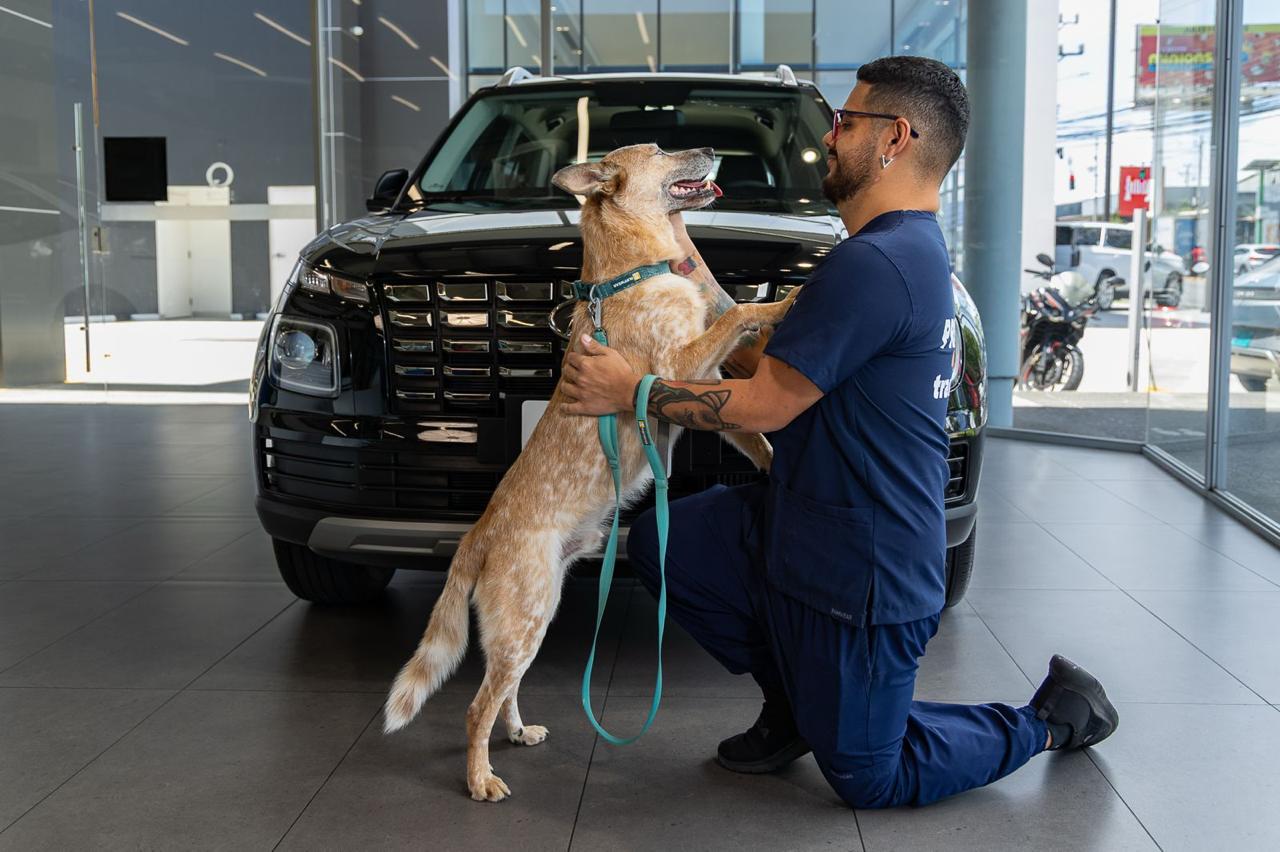 Hyundai llama a la afición a ponerse la camiseta por miles de perros de Territorio de Zaguates y Cuna de Campeones