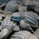 Místico llama a proteger el desove de tortugas marinas en Playa Hermosa durante la temporada 2026
