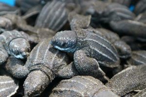 Místico llama a proteger el desove de tortugas marinas en Playa Hermosa durante la temporada 2026