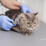 Mascotas y salud preventiva: Recomendaciones para una tenencia responsable